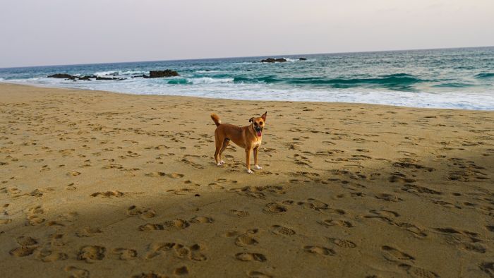 El mar tambien es para los perros.